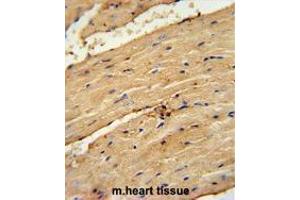 TIMP4 Antibody (Center) immunohistochemistry analysis in formalin fixed and paraffin embedded mouse heart tissue followed by peroxidase conjugation of the secondary antibody and DAB staining. (TIMP4 antibody  (Middle Region))