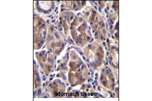 ELX Antibody (N-term) (ABIN657093 and ABIN2846251) immunohistochemistry analysis in formalin fixed and paraffin embedded human stomach tissue followed by peroxidase conjugation of the secondary antibody and DAB staining. (AMELX antibody  (N-Term))