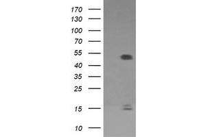 Image no. 1 for anti-Fc Fragment of IgG, High Affinity Ia, Receptor (CD64) (FCGR1A) antibody (ABIN1497350) (FCGR1A antibody)