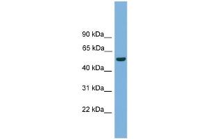 WB Suggested Anti-Onecut3 Antibody Titration:  0.