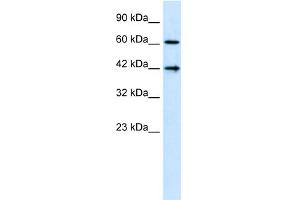 WB Suggested Anti-CFLAR  Antibody Titration: 1.