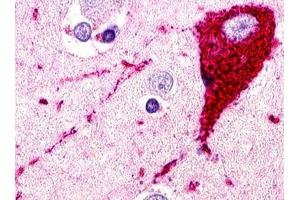 Immunohistochemical staining of Brain (Neuron) using anti- GPR173 antibody ABIN122415