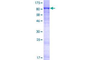 Leishmanolysin-Like (Metallopeptidase M8 Family) (LMLN) (AA 1-655) protein (GST tag)