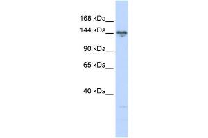 Western Blotting (WB) image for anti-TBC1 (Tre-2/USP6, BUB2, Cdc16) Domain Family, Member 1 (TBC1D1) antibody (ABIN2459859)