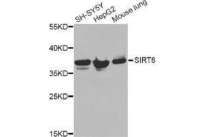 Western blot analysis of extracts of various cell lines, using ANXA2 Antibody. (Annexin A2 antibody)