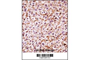 Mouse Csnk1e Antibody immunohistochemistry analysis in formalin fixed and paraffin embedded mouse live tissue followed by peroxidase conjugation of the secondary antibody and DAB staining. (CK1 epsilon antibody  (C-Term))