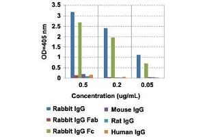 ELISA analysis of IgG from different species with Rabbit IgG Fc monoclonal antibody, clone RMG02  at the following concentrations: 0. (Goat anti-Rabbit IgG Antibody)