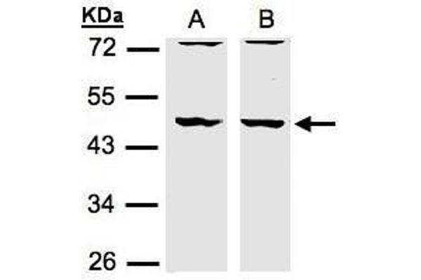 DBNL antibody  (N-Term)