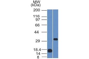 Western Blot Analysis (1) Human CD79b recombinant fragment and (2) Raji cell lysate using CD79b Mouse Monoclonal Antibody (IGB/1843). (CD79b antibody  (AA 29-159))