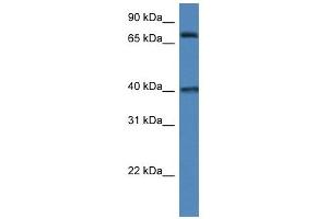 Western Blot showing MPO antibody used at a concentration of 1 ug/ml against 293T Cell Lysate (Myeloperoxidase antibody  (N-Term))