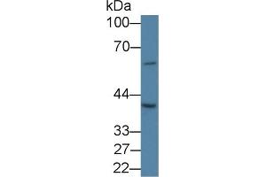 Detection of SLC30A3 in Porcine Cerebrum lysate using Polyclonal Antibody to Solute Carrier Family 30, Member 3 (SLC30A3)