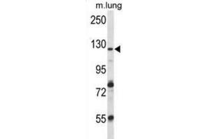 Western Blotting (WB) image for anti-Vacuolar Protein Sorting 54 Homolog (VPS54) antibody (ABIN2997036) (VPS54 antibody)