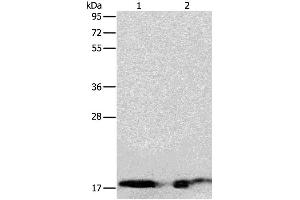 Western Blotting (WB) image for anti-Angiogenin (ANG) antibody (ABIN2427550) (ANG antibody)