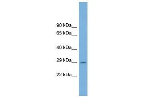 C1ORF43 antibody used at 1 ug/ml to detect target protein. (C1orf43 antibody  (Middle Region))