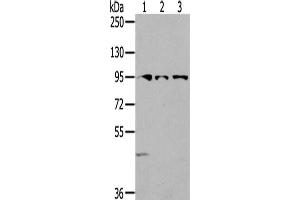 Gel: 6 % SDS-PAGE,Lysate: 40 μg,Lane 1-3: 293T cells, Lovo cells, HepG2 cells,Primary antibody: ABIN7192301(SEMA6A Antibody) at dilution 1/200 dilution,Secondary antibody: Goat anti rabbit IgG at 1/8000 dilution,Exposure time: 2 minutes (SEMA6A antibody)