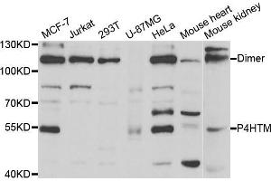 Western blot analysis of extracts of various cell lines, using P4HTM antibody (ABIN5973620) at 1/1000 dilution. (P4HTM antibody)