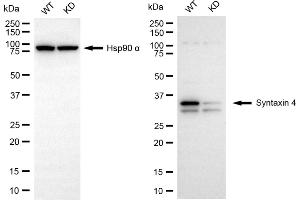 Western blotting analysis using syntaxin 4 antibody (ABIN7800496).