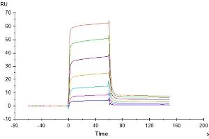 Human B7-H6, hFc Tag captured on CM5 Chip via Protein A can bind Human NKp30, His Tag with an affinity constant of 0. (B7-H6 Protein (AA 25-262) (Fc Tag))