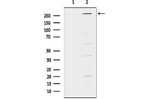 anti-Nuclear Receptor Co-Repressor 1 (NCOR1) (N-Term) antibody