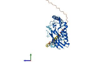 AlphaFold protein structure predicition of Human Recombinant ATP1B4 Protein, UniprotID Q9UN42
