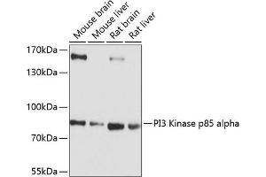 Western blot analysis of extracts of various cell lines, using PI3 Kinase p85 alpha antibody (ABIN6130617, ABIN6145642, ABIN6145645 and ABIN6215197) at 1:1000 dilution. (PIK3R1 antibody  (AA 240-380))