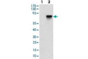 Western blot analysis of Lane 1: Negative control [HEK293 cell lysate]; Lane 2: Over-expression lysate [NT5E (AA: 30-250)-hIgGFc transfected HEK293 cells] with NT5E monoclonal antibody, clone 4G6E3  at 1:500-1:2000 dilution.
