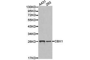 Western Blotting (WB) image for anti-Chromobox Homolog 1 (CBX1) antibody (ABIN1871495) (CBX1 antibody)
