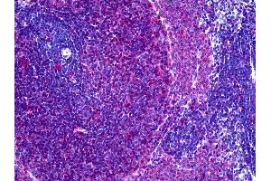 Anti-MHC Class II RT-1B antibody IHC of rat spleen. (MHC Class II RT-1B antibody)
