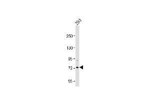 Anti-HS Antibody (Center) at 1:2000 dilution + 293 whole cell lysate Lysates/proteins at 20 μg per lane. (HSPA7 antibody  (AA 169-196))