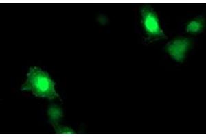 Immunofluorescence (IF) image for anti-ADP-Ribosylation Factor-Like 11 (ARL11) antibody (ABIN1496713) (ARL11 antibody)