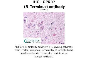 Image no. 1 for anti-G Protein-Coupled Receptor 37 (Endothelin Receptor Type B-Like) (GPR37) (Extracellular Domain), (N-Term) antibody (ABIN1735072) (GPR37 antibody  (Extracellular Domain, N-Term))