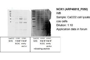 Western Blotting (WB) image for anti-NADPH Oxidase 1 (NOX1) (C-Term) antibody (ABIN2782754) (NOX1 antibody  (C-Term))