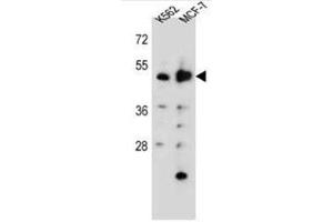 Western blot analysis of DNPEP Antibody (N-term) in K562,MCF-7 cell line lysates (35ug/lane).