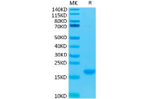 IL-7 Protein