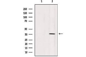 Western blot analysis of extracts from 293, using OR5AN1 Antibody. (OR5AN1 antibody  (Internal Region))