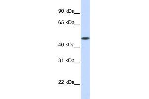 WB Suggested Anti-GLT8D1 Antibody Titration:  0. (GLT8D1 antibody  (Middle Region))