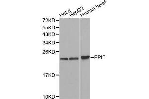 Western blot analysis of extracts of various cell lines, using PPIF antibody. (PPIF antibody  (AA 30-207))