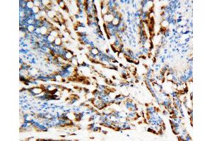 Anti-APE1 antibody, IHC(P) IHC(P): Rat Intestine Tissue