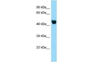 WB Suggested Anti-Nfkbil1 Antibody Titration: 1.