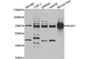 Western blot analysis of extracts of various cell lines, using ALAS1 antibody (ABIN5973906) at 1/1000 dilution. (ALAS1 antibody)