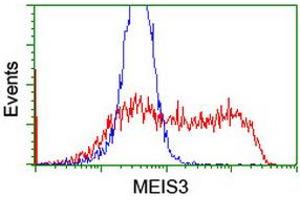 Image no. 2 for anti-Meis Homeobox 3 (MEIS3) (AA 1-261) antibody (ABIN1490668)