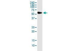 RNPS1 monoclonal antibody (M05), clone 7G8. (RNPS1 antibody  (AA 158-239))