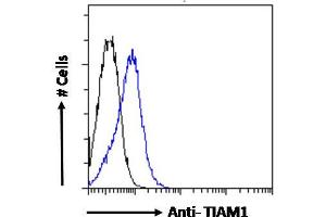 ABIN6391387 Flow cytometric analysis of paraformaldehyde fixed Jurkat cells (blue line), permeabilized with 0. (TIAM1 antibody  (C-Term))