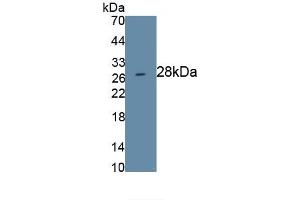 Detection of Recombinant PROM1, Human using Monoclonal Antibody to Prominin 1 (PROM1) (CD133 antibody  (AA 171-431))