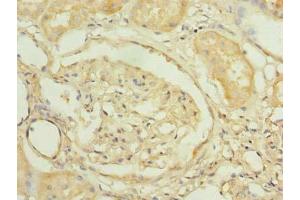 Immunohistochemistry of paraffin-embedded human kidney tissue using ABIN7164759 at dilution of 1:100