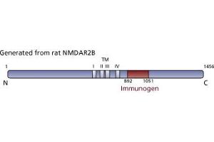 Image no. 3 for anti-Glutamate Receptor, Ionotropic, N-Methyl D-Aspartate 2B (GRIN2B) (AA 892-1051) antibody (ABIN967956) (GRIN2B antibody  (AA 892-1051))