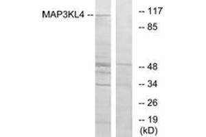 Western blot analysis of extracts from HT-29 cells, using MAP3KL4 Antibody. (MLK4 antibody  (AA 631-680))