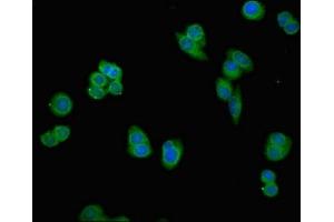 Immunofluorescent analysis of PC-3 cells using ABIN7164927 at dilution of 1:100 and Alexa Fluor 488-congugated AffiniPure Goat Anti-Rabbit IgG(H+L) (PSMG1 antibody  (AA 91-200))