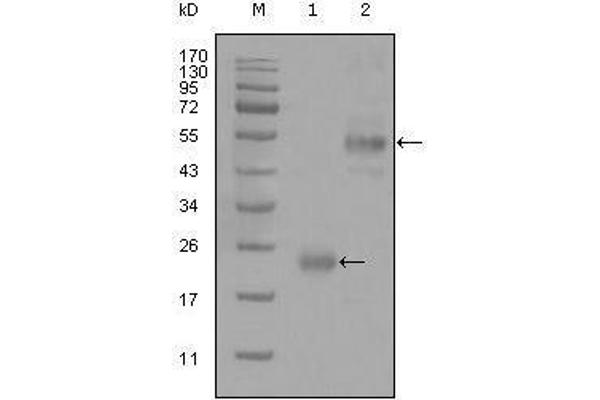 CD44 antibody