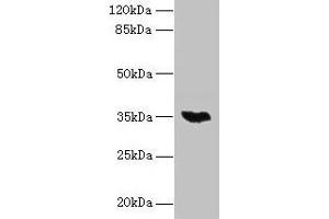 Western blot All lanes: LYSMD3 antibody at 6 μg/mL + Mouse heart tissue Secondary Goat polyclonal to rabbit IgG at 1/10000 dilution Predicted band size: 35, 15, 18 kDa Observed band size: 35 kDa (LYSMD3 antibody  (AA 1-127))